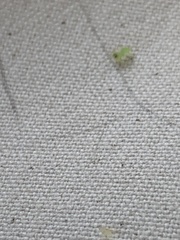 Lyssomanes viridis