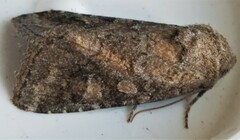 Lacinipolia meditata