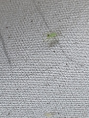 Lyssomanes viridis