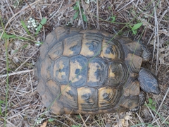 Testudo graeca