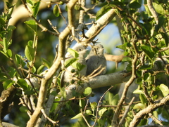 Polioptila dumicola