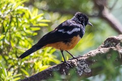 Thamnolaea cinnamomeiventris