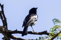 Melaniparus albiventris