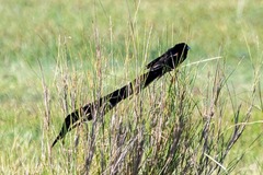 Euplectes progne