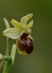 Ophrys sphegodes