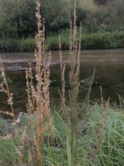 Beckmannia syzigachne