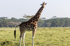 Giraffa camelopardalis rothschildi