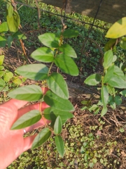 Lonicera japonica
