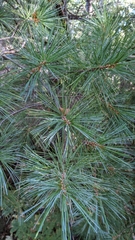 Pinus strobus
