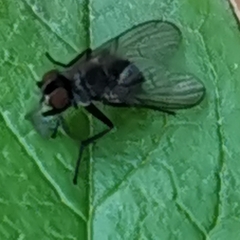 Azeliinae