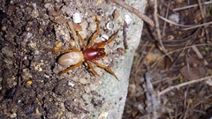 Dysdera crocata