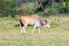 Tragelaphus oryx pattersonianus