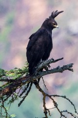 Lophaetus occipitalis