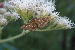 Diathrausta reconditalis