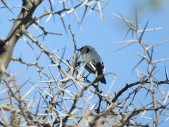 Polioptila dumicola