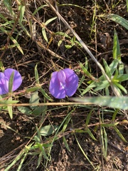 Centrosema virginianum