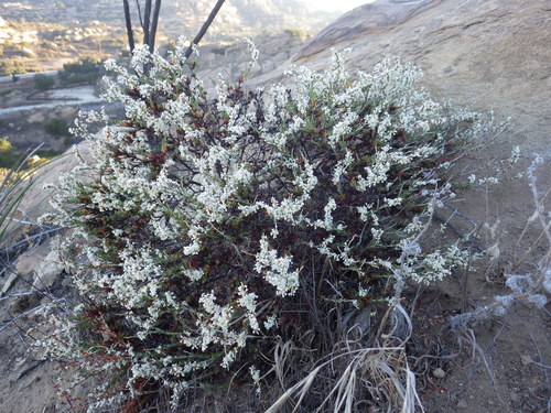 bastardsage (Eriogonum wrightii)
