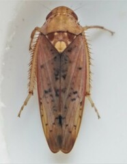 Ponana quadralaba