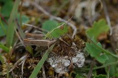 Stenobothrus lineatus