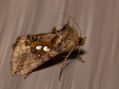 Autographa bimaculata
