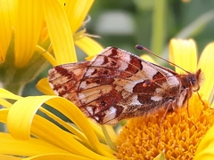 Boloria pales