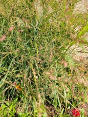 Agrostis gigantea