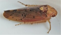 Ponana quadralaba