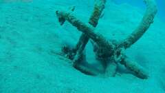 Dendrochirus hemprichi