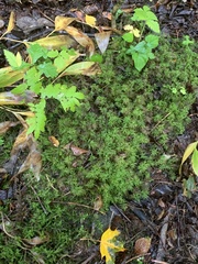 Sphagnum girgensohnii