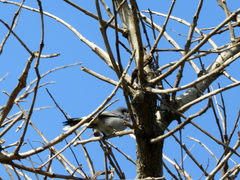 Polioptila dumicola
