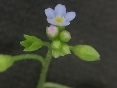 Myosotis cespitosa