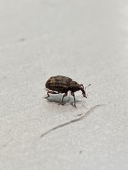 Conotrachelus seniculus