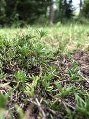 Climacium dendroides