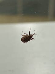 Conotrachelus seniculus