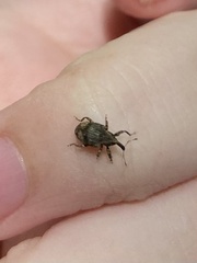 Conotrachelus seniculus