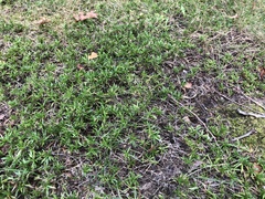 Climacium dendroides