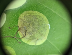 Ectoedemia platanella group