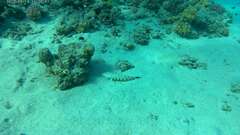 Parapercis hexophtalma