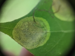 Ectoedemia platanella group