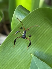 Acanthocephala terminalis