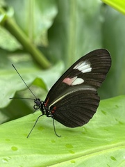 Heliconius