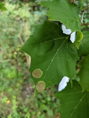 Ectoedemia platanella group