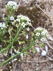 Lobularia maritima