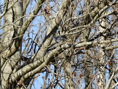 Polioptila dumicola