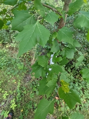 Ectoedemia platanella group