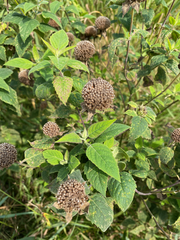 Monarda fistulosa