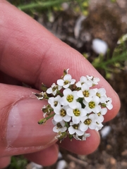Lobularia maritima