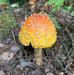 Amanita