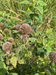 Monarda fistulosa