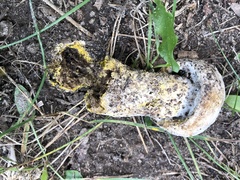 Hypomyces microspermus